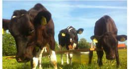 Doble Bench Teak / Batyline